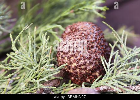 Un gran numero di Juniper Hawthorn Rust su un ramo di Juniper Foto Stock