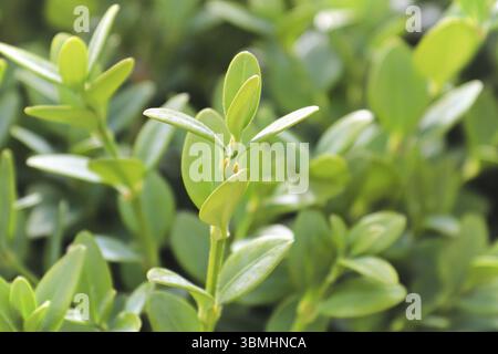 Luce solare primaverile sul verde bosso di montagna nel giardino Foto Stock