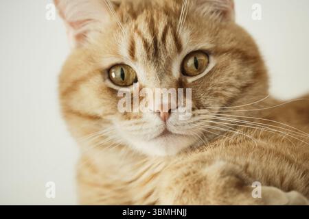Ritratto di gatto allo zenzero con un look espressivo indignato, primo piano, messa a fuoco selettiva Foto Stock