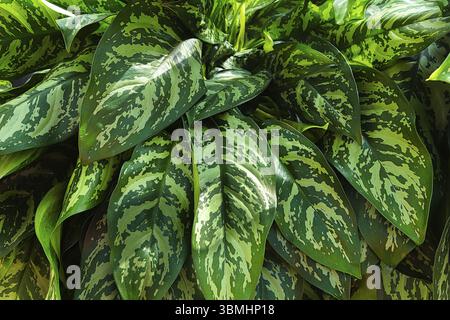 Un grappolo di foglie di aglaonema su una pianta Foto Stock
