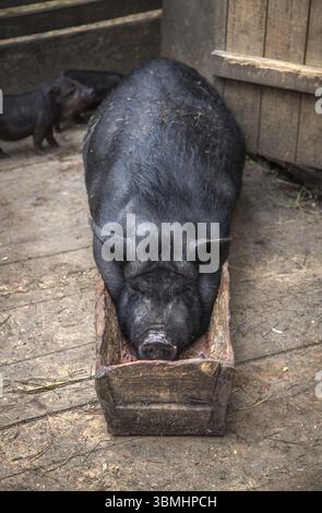 Panciuta pig risiede nel trogolo in fattoria Foto Stock