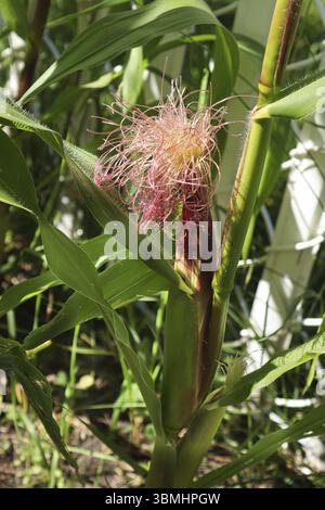 Un orecchio di mais che si forma con sete sulla parte superiore Foto Stock