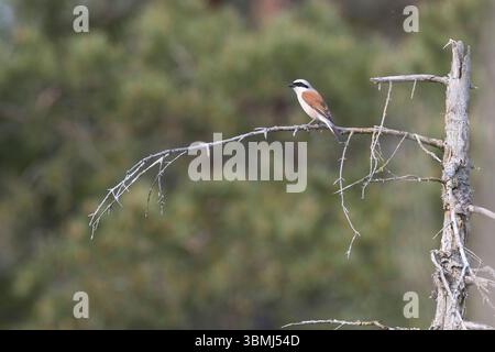 Neuntöter, Rotrückenwürger, Rotrückiger Würger, Männchen, Rotrücken-Würger Würger, Lanius collurio, shrike rosso, maschio, la pie-grièche écorcheur Foto Stock