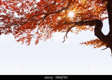 Il vecchio faggio di arancio solitario splende al tramonto sopra il cielo limpido. Fogliame dai colori autunnali che si illuminano di luce dorata al tramonto Foto Stock