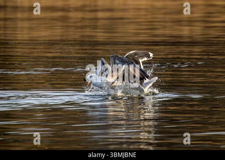 Grandi gabbiani dalla schiena nera, un adulto e un giovane che litiga in acqua sui pesci al lago Chew Valley, Regno Unito Foto Stock