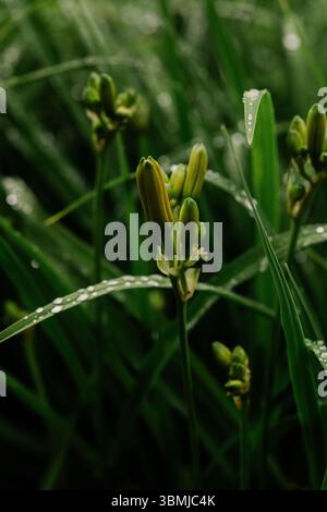 Le gemme del giorno dopo la pioggia in un giardino estivo Foto Stock