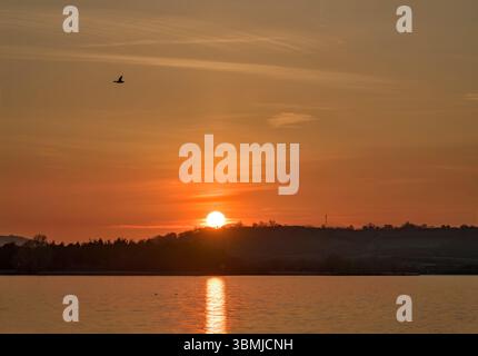 Tramonto al lago di Chew Valley in primavera con il sole che riposa sulla linea degli alberi e che riflette sull'acqua, con anatra corallina che vola sopra e molte mosche nel Foto Stock