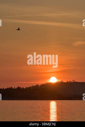 Tramonto al lago di Chew Valley in primavera con il sole che riposa sulla linea degli alberi e che riflette sull'acqua, con anatra corallina che vola sopra e molte mosche nel Foto Stock