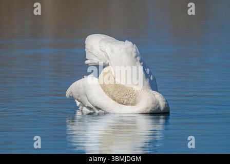 Mute Swan con riflessi parziali e la testa sepolta tra le ali per la preda, sembra un po' aggrovigliata Foto Stock