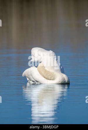 Mute Swan con riflessi parziali e la testa sepolta tra le ali per la preda, sembra un po' aggrovigliata Foto Stock