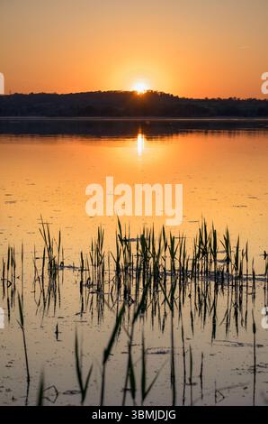 Tramonto sul lago Chew Valley nel Somerset, Regno Unito, con canne in primo piano e vivido tramonto arancione Foto Stock