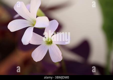 macrofotografia di piccoli fiori rosa che spuntano da un'altra pianta Foto Stock