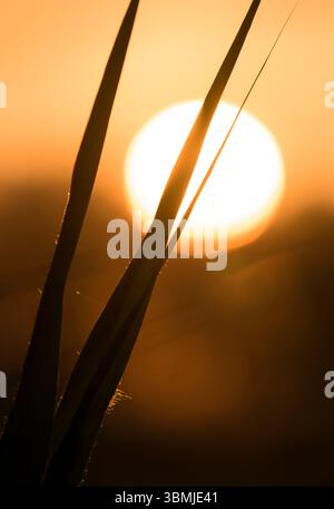 Il sole sorge attraverso canne sagomate ai livelli Somerset, con una splendida luce dorata Foto Stock