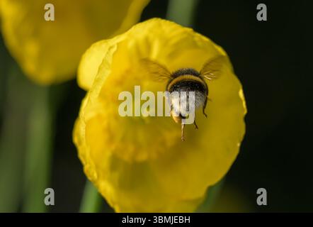 Bumblebee dalla coda bianca in volo mentre raccoglie il polline dai papaveri gialli Foto Stock