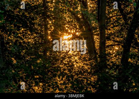 Il sole sorge dietro gli alberi causando un effetto mosaico della luce del sole e numerose stelle. Preso ai livelli del Somerset, Regno Unito Foto Stock