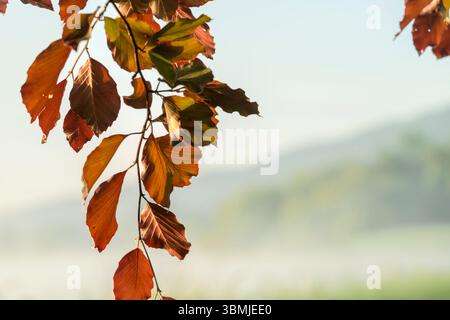 Foglie di faggio europeo illuminate dal sole, chiamate anche faggio di rame con le sue foglie di colore autunnale in primavera, scattate al lago Blagdon, Somerset all'alba con Foto Stock