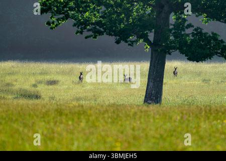 Tre cervi in campo vicino a Chew Valley la mattina presto, in una luminosa mattinata di sole Foto Stock