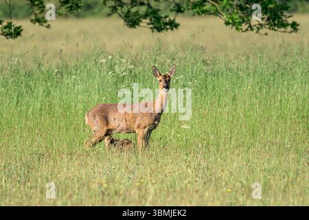 Capriolo femmina con il neonato che succhia nei campi con erba lunga per mimetizzarsi vicino a Chew Valley la mattina presto, al mattino di sole Foto Stock