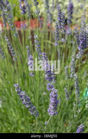 Primo piano fiore alla lavanda che fiorisce al tramonto. Attenzione selettiva ai cespugli di fiori aromatici viola di lavanda nei campi di lavanda Foto Stock