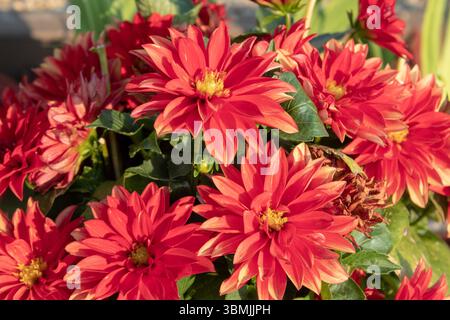 Spettacolo Dahlia Color, colori Dahlia rossi coltivati in un giardino. Sfondo creativo con spazio di copia Foto Stock
