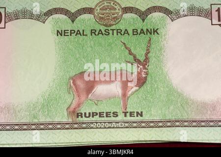 Nepal Ten Rupee Banknote Foto Stock