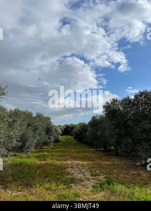 Campi di ulivo durante l'inverno con nuvole sullo sfondo naturale. Foto Stock