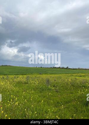 Campi di grano durante l'inverno con nuvole sullo sfondo naturale. Foto Stock