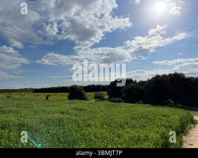 Campi di grano in primavera, splendido sfondo naturale. Foto Stock