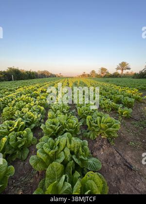 Campi di lattuga durante l'inverno, splendida vista naturale. Foto Stock