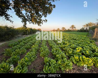 Foto naturale dei campi di lattuga durante l'inverno. Foto Stock