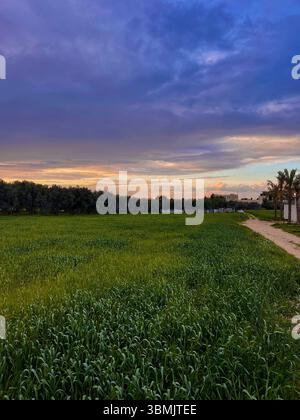Tramonto sui campi di grano durante l'inverno. Foto Stock