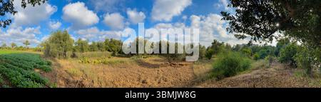 Magica vista panoramica dei campi di campagna durante l'inverno con sicomoro e ulivi. Foto Stock