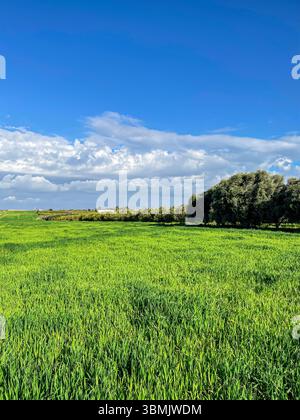 Campi di grano di campagna durante lo sfondo invernale. Foto Stock