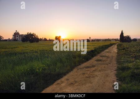Foto naturale di una strada attraverso campi di grano con tramonto in primavera. Foto Stock
