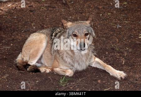 Lupo eurasiatico (lupus lupus canis) Foto Stock