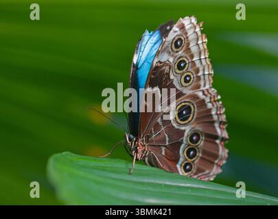 Blue Morpho Butterfly (peleides morpho blu) Foto Stock