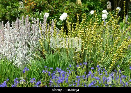Fiori estivi d'argento e viola di Stachys byzantina, orecchio di agnello, giallo crema sisyrinchium striatumrose bianche e veronica blu giardino Regno Unito giugno Foto Stock