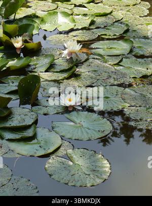Laghetto sereno con gigli d'acqua bianca e Lilypad verde. Un tranquillo laghetto caratterizzato da bellissime ninfee bianche circondate da un verde vibrante Foto Stock