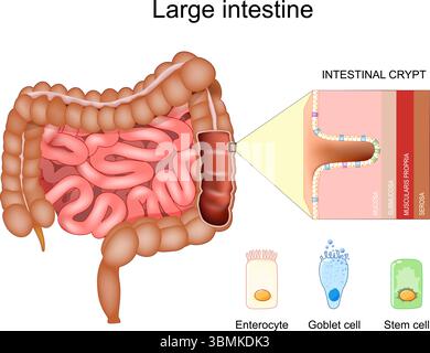 Anatomia dell'intestino crasso. Strati del colon muscularis propria, submucosa, mucosa, serosa. Cripta del colon. Sezione trasversale dell'intestino grande. Parte di intes Illustrazione Vettoriale