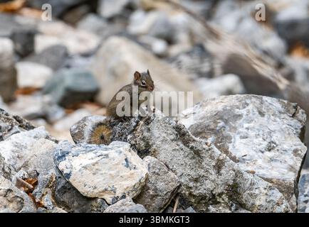 Uno scoiattolo di Père David (Sciurotamias davidianus) seduto su un mucchio di roccia. Pechino, Cina. Foto Stock