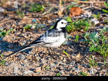 Una coda di cavallo bianca (Motacilla alba) che si allena a terra. Mongolia interna, Cina. Foto Stock