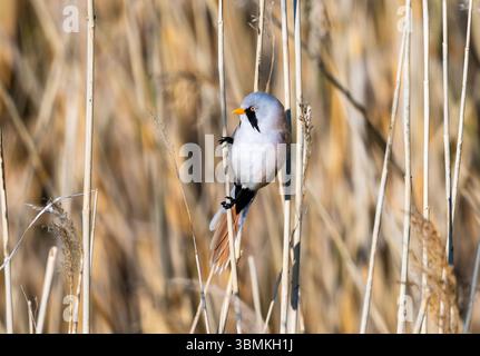 Un barbuto (Panurus biarmicus) arroccato su uno stelo di canna. Mongolia interna, Cina. Foto Stock