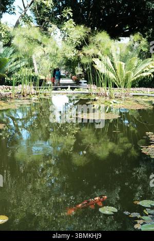 Piante tropicali e subtropicali nel giardino botanico la Orotava a Puerto de la Cruz, Tenerife. Foto Stock