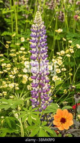 Fiore viola e bianco di Lupinus "il Governatore" in mostra nel maquee floreale del Gardeners' World Live al NEC di Birmingham Foto Stock