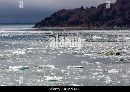 Disenchantment Bay, ghiacciaio Hubbard, Wrangell St. Elias National Park, Alaska orientale, Stati Uniti Foto Stock