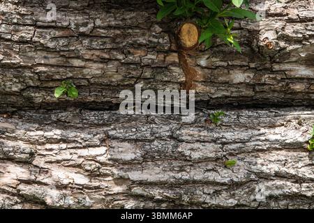 Primo piano della corteccia degli alberi a Rammey Marsh, Enfield, Londra. Nuovi germogli verdi emergono da profonde crepe sulla superficie ruvida e invecchiata. Foto Stock