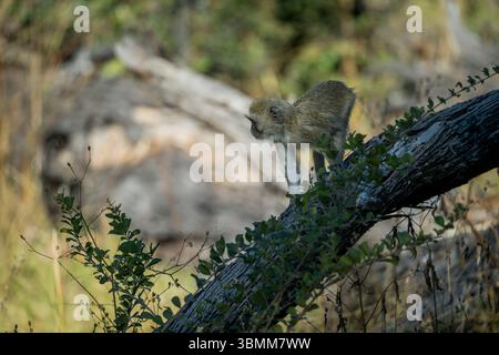 Una scimmia di Vervet (Chlorocebus pygerythrus) su un albero nella riserva di Moremi nella parte orientale del delta dell'Okavango in Botswana. Foto Stock