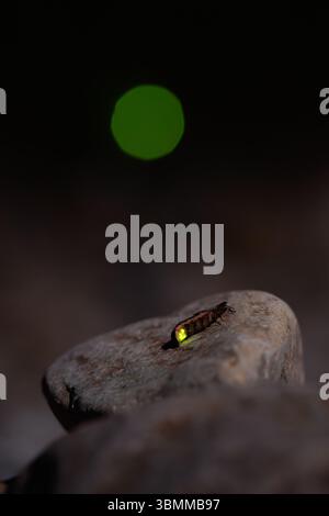 I vermi bagliori brillano in una serata estiva nel galles meridionale Foto Stock