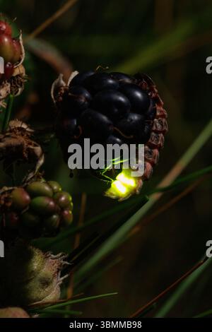 I vermi bagliori brillano in una serata estiva nel galles meridionale Foto Stock