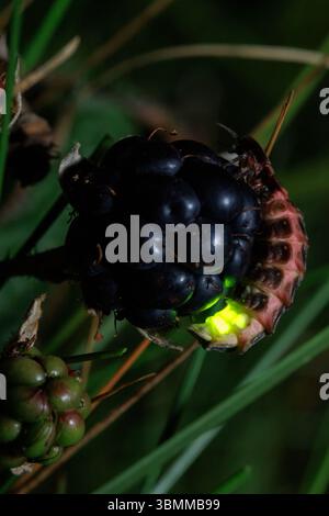 I vermi bagliori brillano in una serata estiva nel galles meridionale Foto Stock